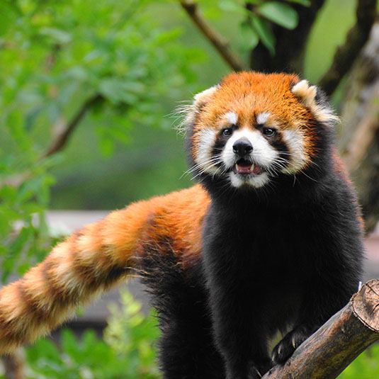 【天王寺動物園】おすすめポイント＆見どころ6選！テレビで話題「奇跡のニワトリ」とは？