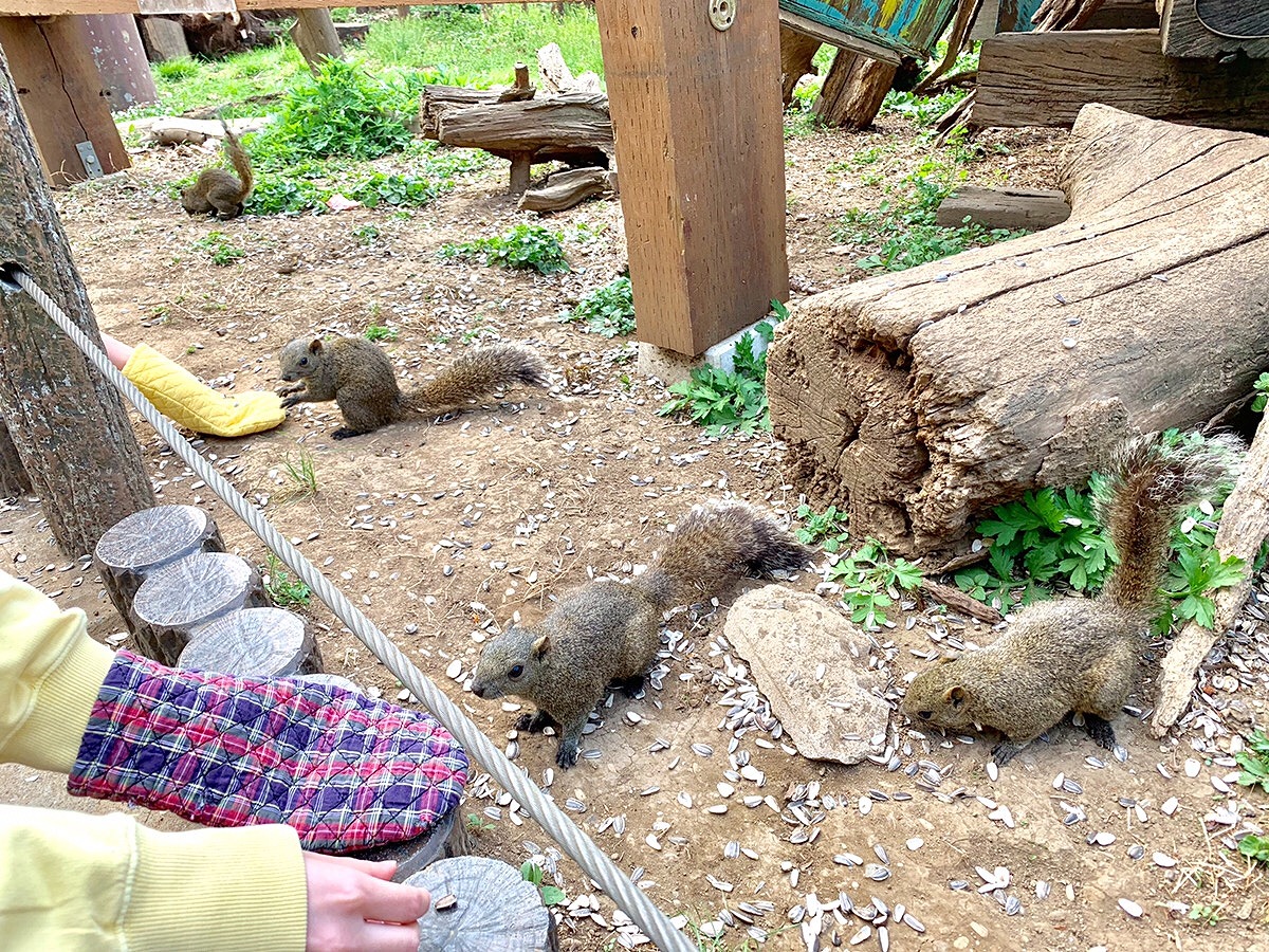 約200匹のリスを放し飼い