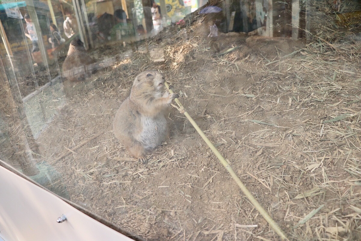 その他の動物