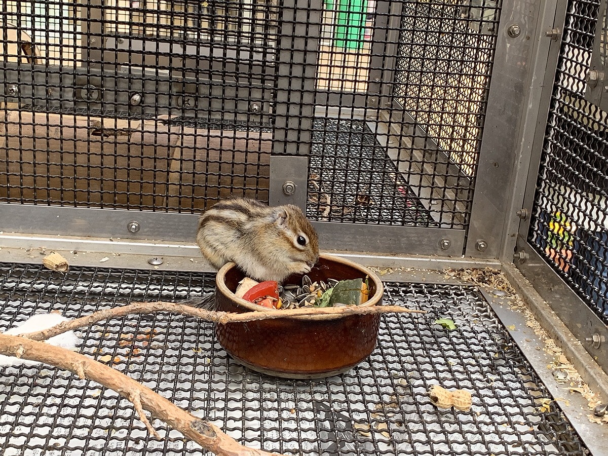 その他の動物