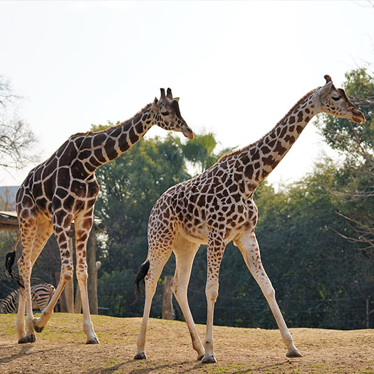 天王寺動物園：営業時間・休園日