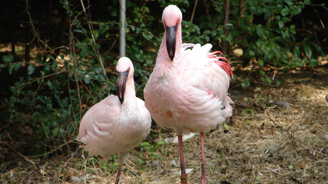 天王寺動物園：入園料金