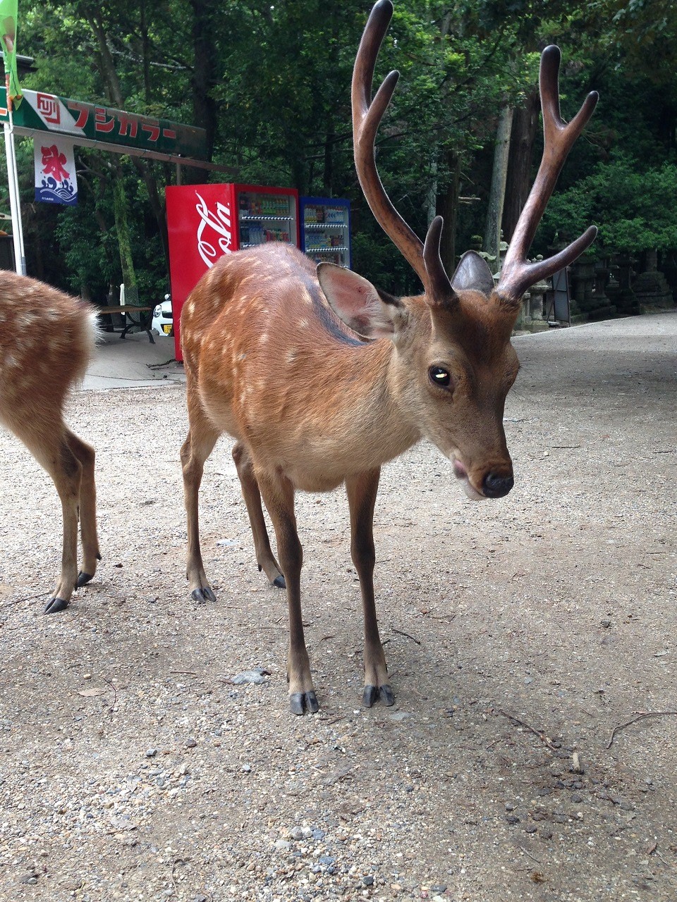 奈良公園の鹿