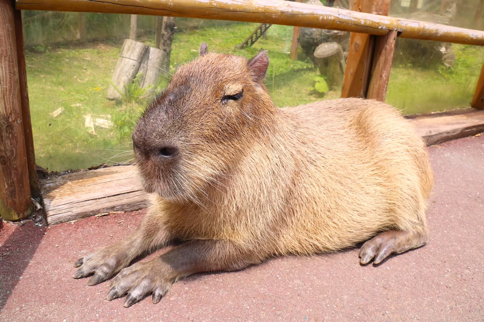 富士サファリパークのカピバラ