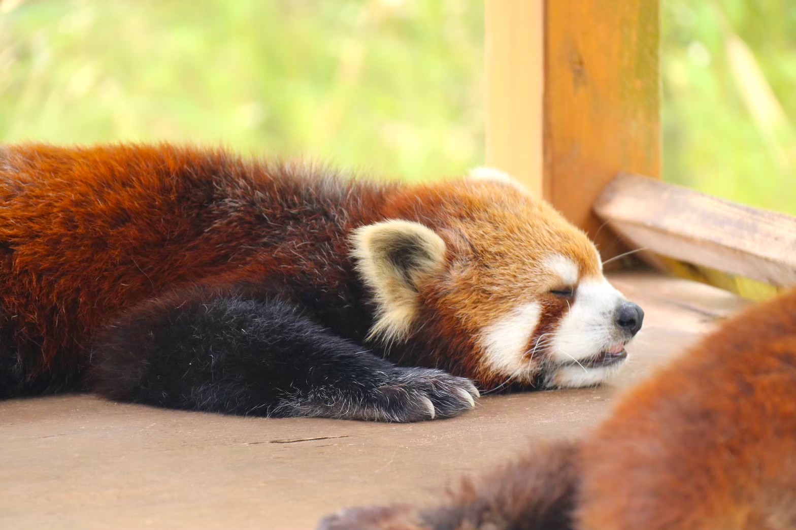 富士サファリパークのレッサーパンダ