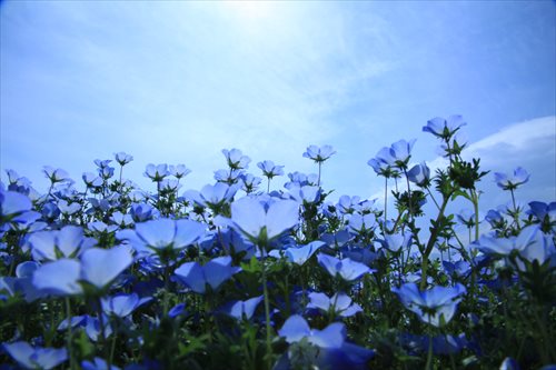 なばなの里の青いネモフィラ