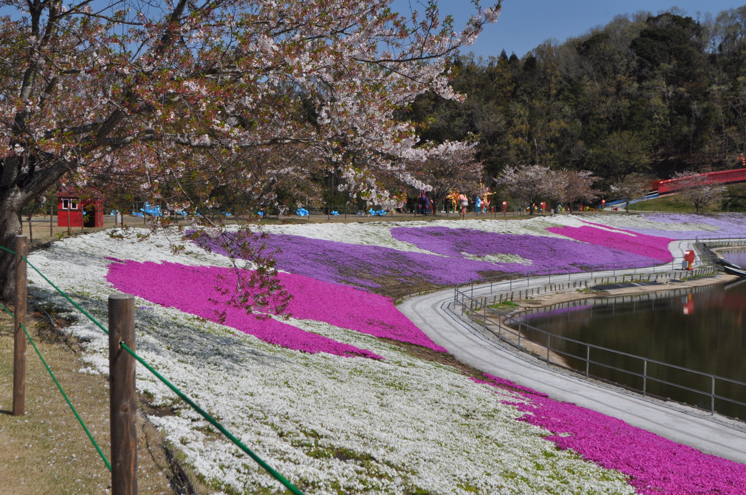 東京ドイツ村の芝桜