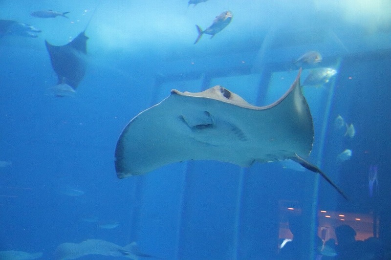 美ら海水族館のマンタ