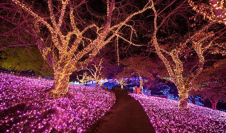 さがみ湖イルミリオンの様子