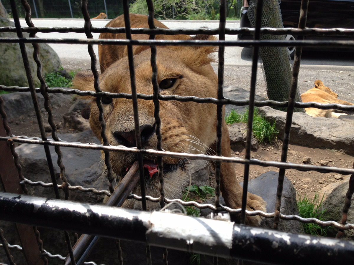 【富士サファリパーク】料金情報まとめ！入園チケット、ツアー料金、お得な会員割引情報も！