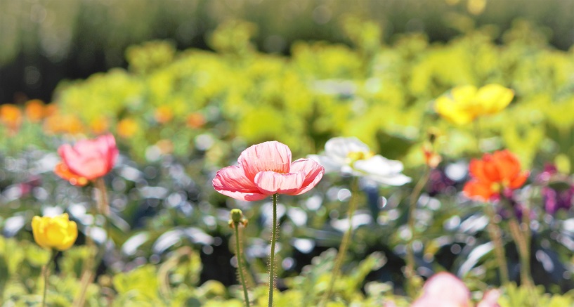 ディズニーランドローズの花言葉