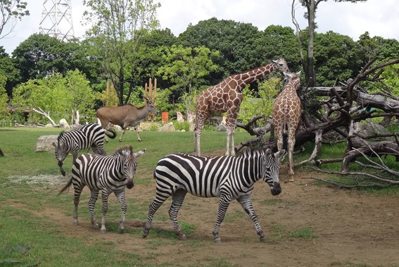 アフリカのサバンナ