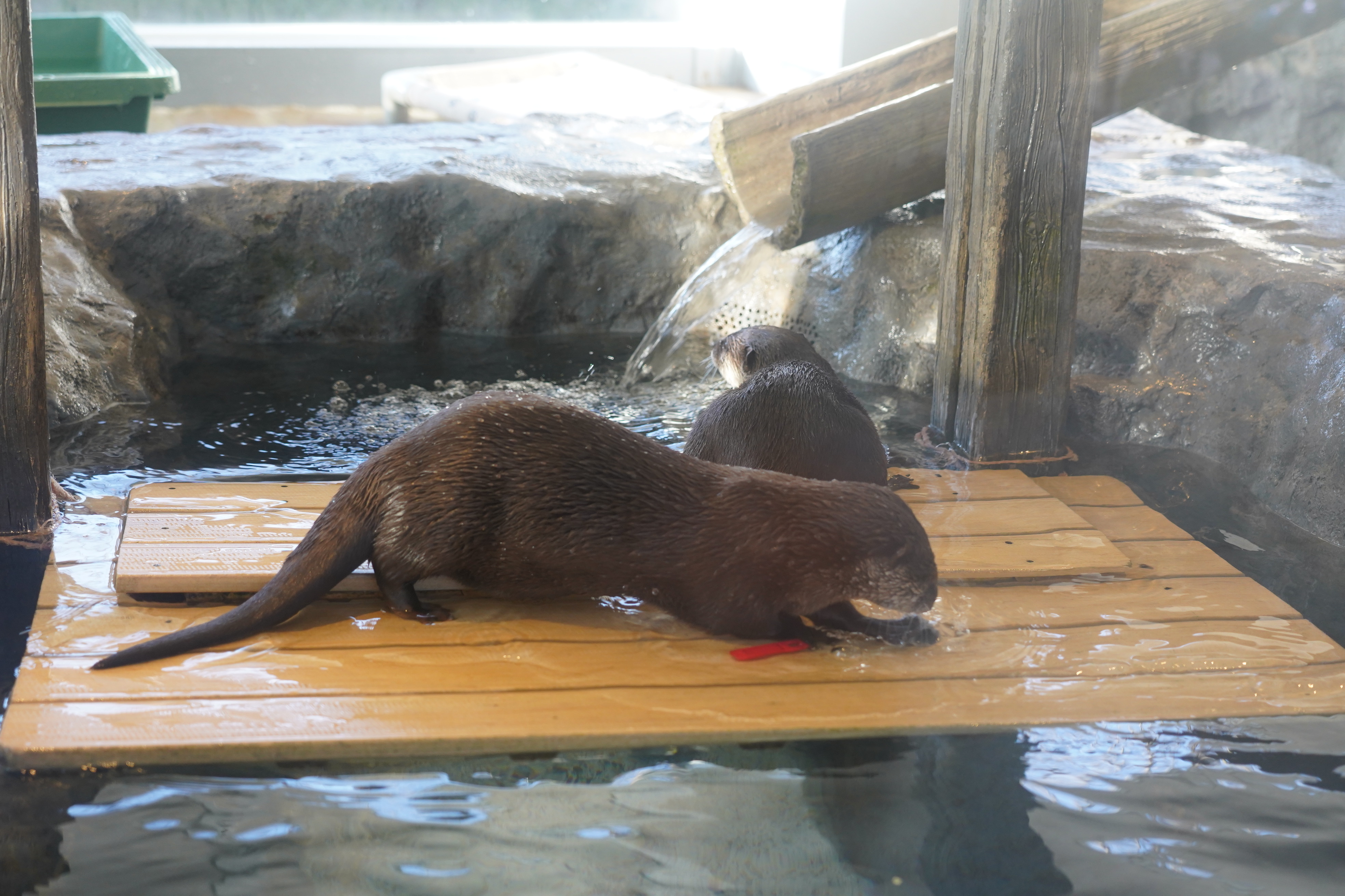 自然の中で遊ぶカワウソたちの姿を間近で観られる展示も