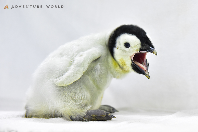 エンペラーペンギンの赤ちゃん