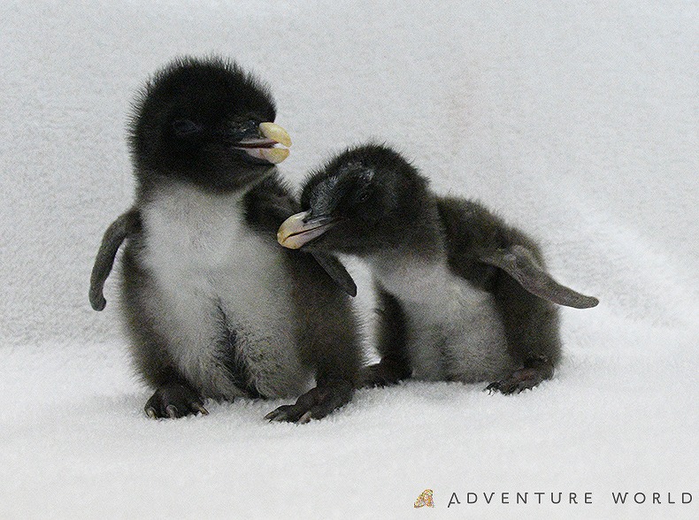 キタイワトビペンギンの赤ちゃん