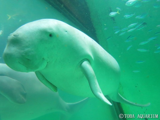 【鳥羽水族館】日本でジュゴンに会える唯一の場所！ジュゴンの名前、プロフィール、魅力、お土産を徹底解説！