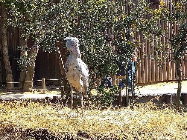 神戸どうぶつ王国のハシビロコウ