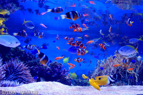 鳥羽水族館の駐車場情報！料金、駐車可能台数、混雑状況は？周辺の格安駐車場についても紹介！