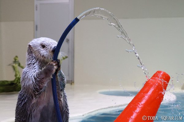 鳥羽水族館のラッコに会いに行こう！2頭のラッコのプロフィール、魅力いっぱいのラッコの秘密や生態を詳しく解説！