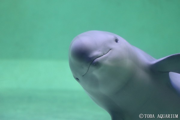 鳥羽水族館へ遊びに行こう！料金、見どころ、ランチ、アクセス、お土産情報総まとめ！