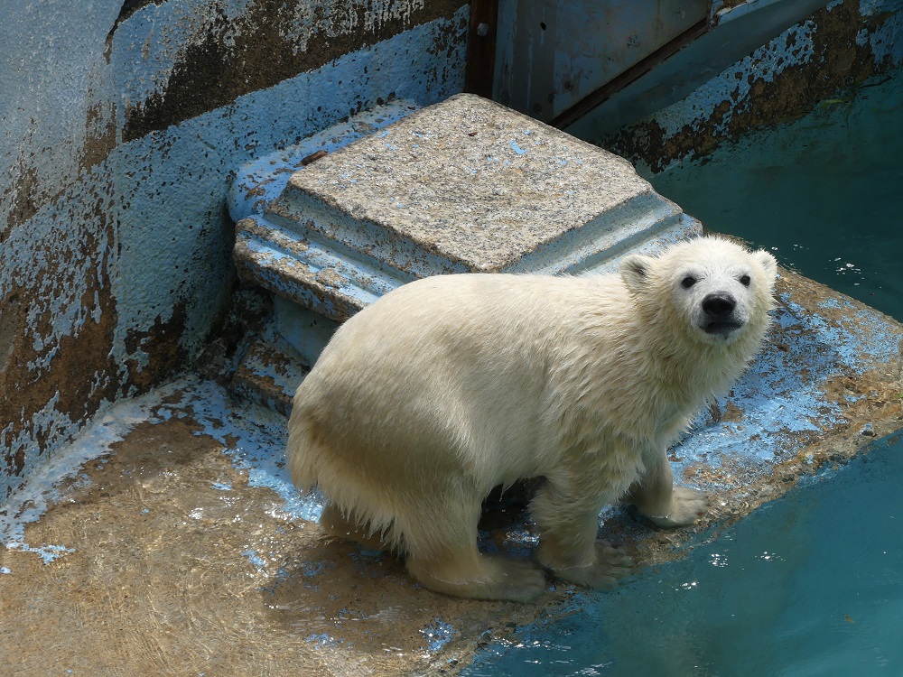 【天王寺動物園】シロクマの親子に会いに行こう！観覧方法や見どころ、ギフトショップ情報も！