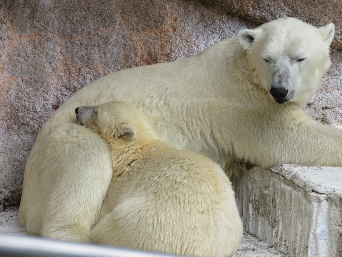 シロクマの親子