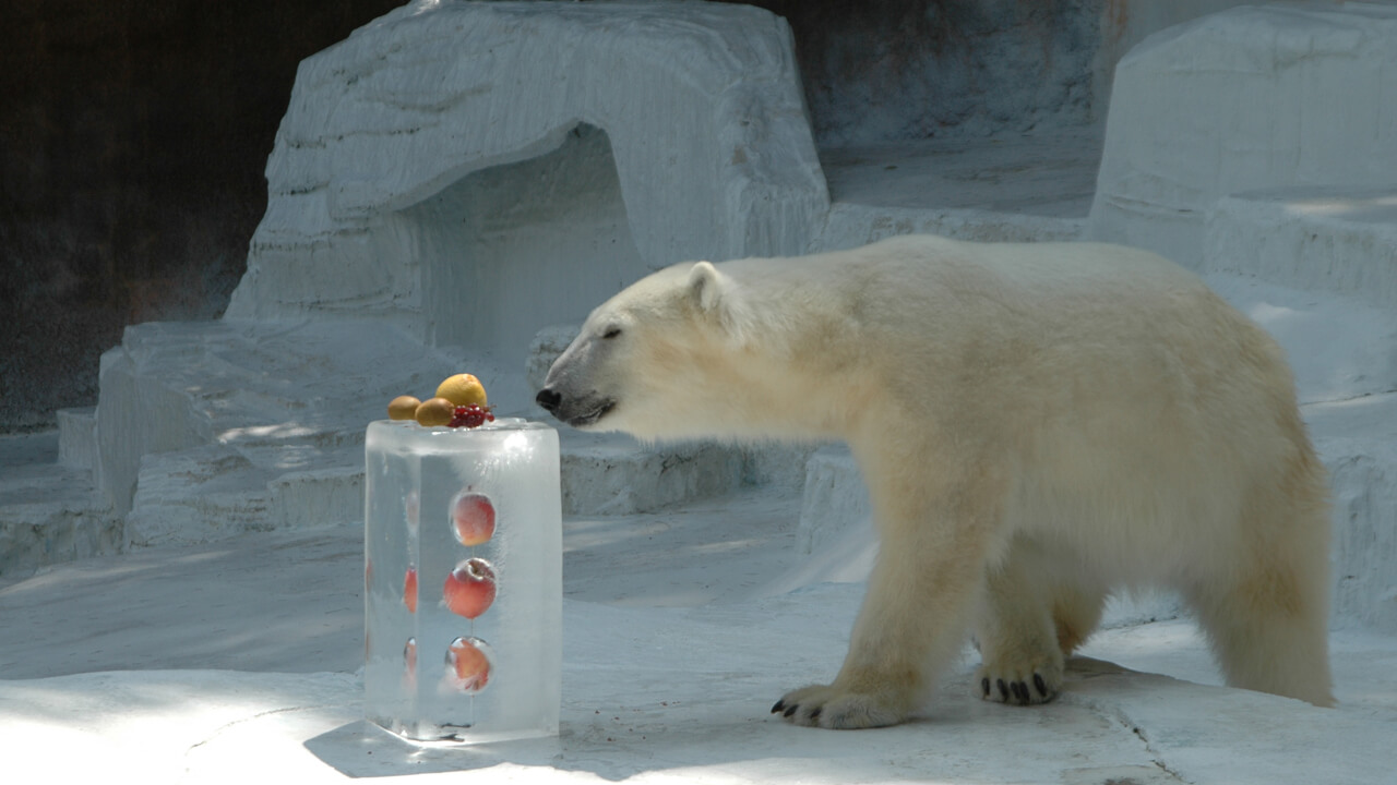 氷をプレゼントされたシロクマ