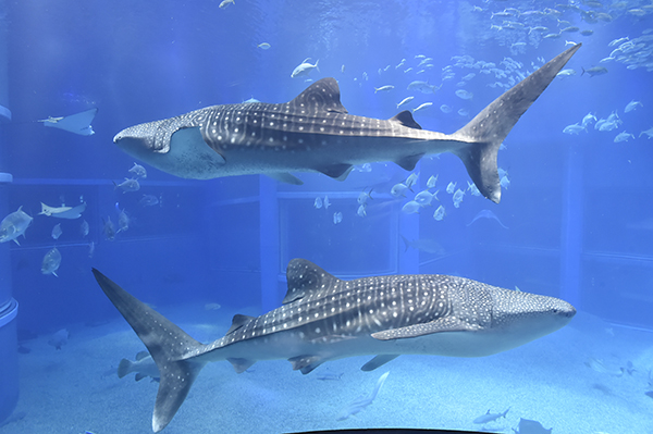 海遊館の目玉「ジンベエザメ」