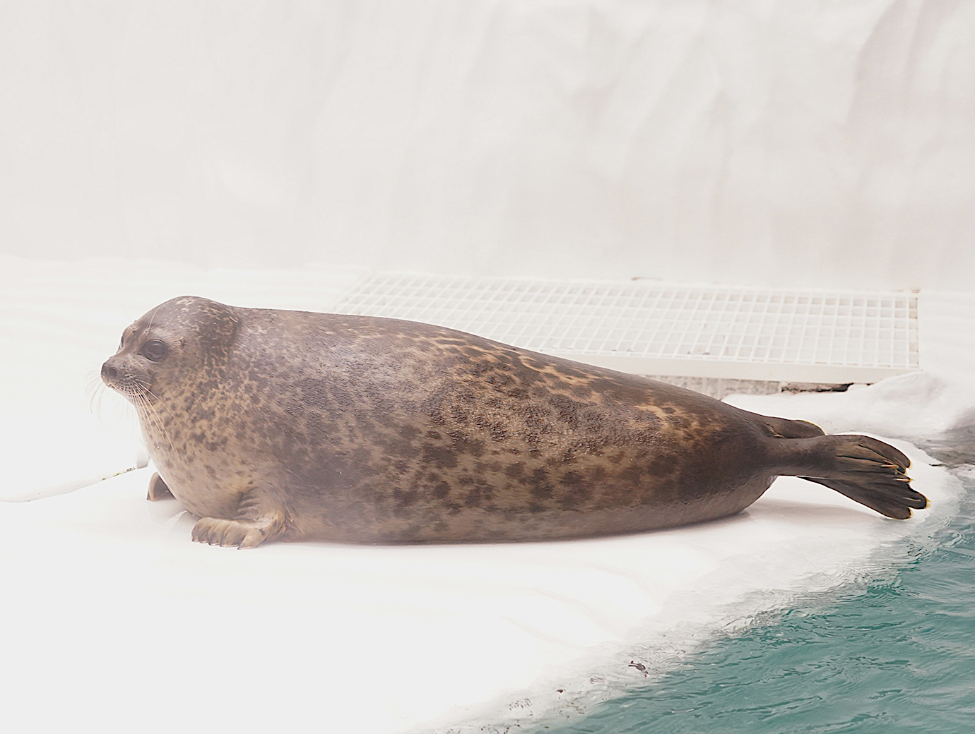 海遊館のアザラシを紹介！種類・名前は？「丸すぎるアザラシ」がSNSで話題に！赤ちゃんもすくすく成長中！