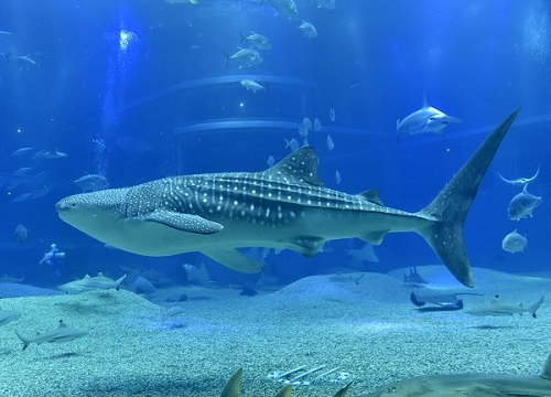 海遊館のジンベエザメ①海くん